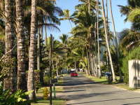 Hawaii Palm Tree Lined Lane