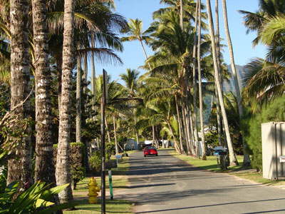 Hawaii Palm Tree Lined Lane