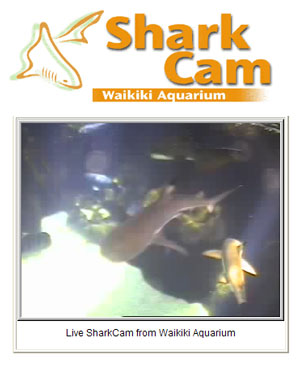 shark_cam