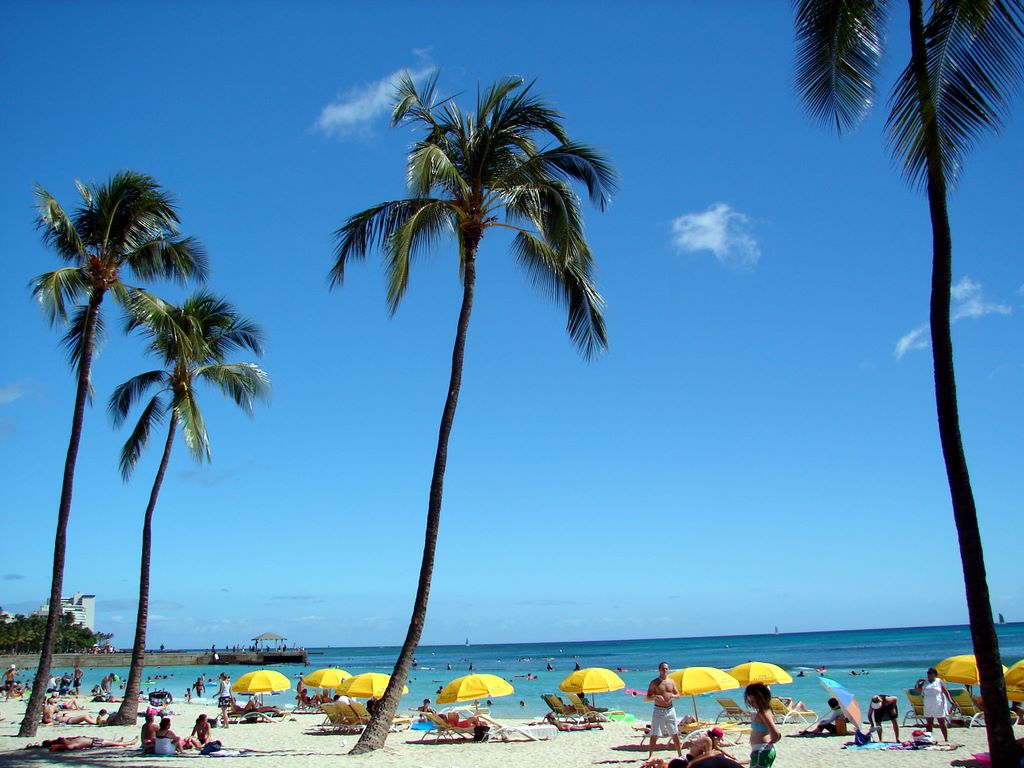 Waikiki Beach Palms